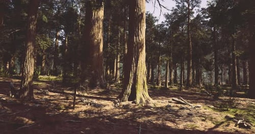 Majestic Forest with Tall Trees and Soft Sunlight Filtering Through
