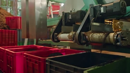 Automated Conveyor Separates Tea Fractions in Factory Process Machinery Sort Different Qualities