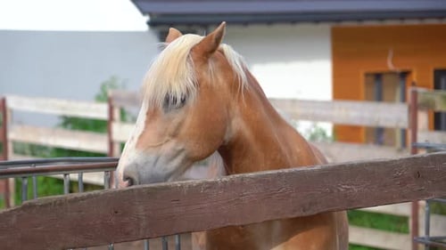 Majestic horse resting peacefully in a sunny farm setting during late afternoon