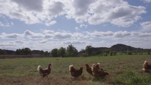 Chickens Foraging Freely in a Sunny Rural Field