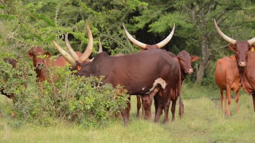 Ankole Watusi cattle in Uganda grassland