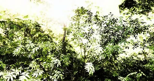 Lush Green Foliage Glistens in Sunlight Filtering Through the Forest Canopy