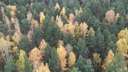 Colourful Autumn Colours in Forest Form Above Captured with a Drone