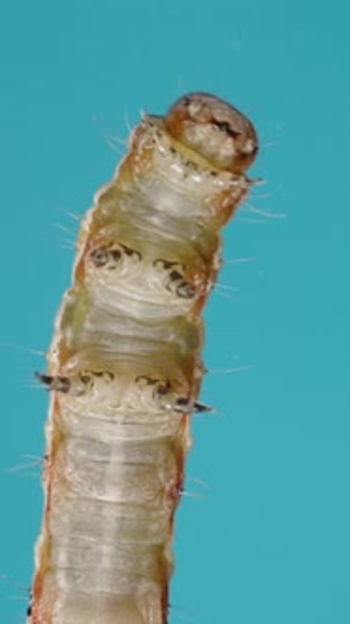 Vertical video. Close-Up Of A Caterpillar Crawling On Glass, Seen From Below. Blue Background.