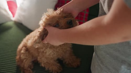 Cute Puppy Being Pet Indoors