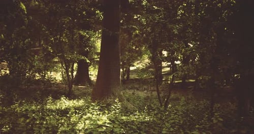Sunlight Filtering Through Lush Trees in a Tranquil Forest Setting