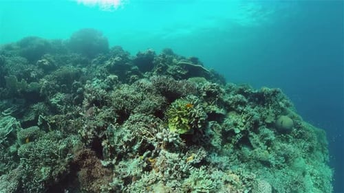 Coral Reef and Tropical Fish Philippines