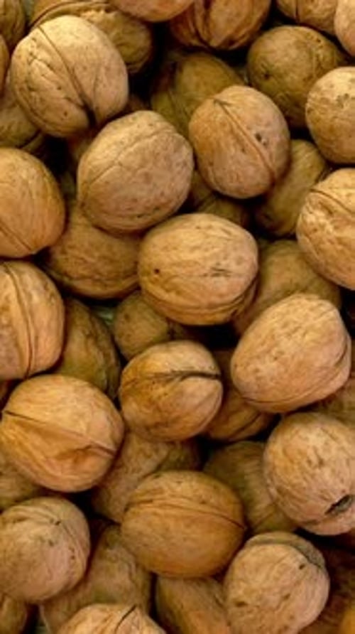 Many Whole Walnuts in Peel Fresh Harvest As Healthy Eating Example