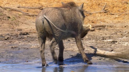 Warthog in waterhole, Africa