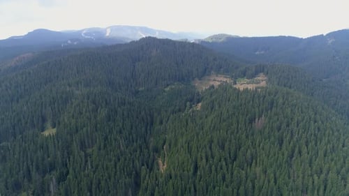 Aerial View of Majestic Evergreen Forest Mountains