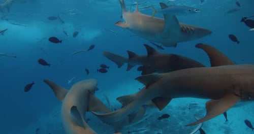 Group of Nurse Sharks Swimming in Blue Sea School of Fish and Sharks Underwater in Ocean on Bahamas