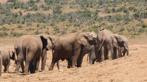 African Elephants In Natural Habitat - South Africa
