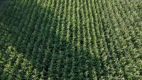 Aerial footage of green corn field
