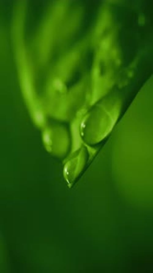 Water Droplet Falls From the Tip of a Leaf