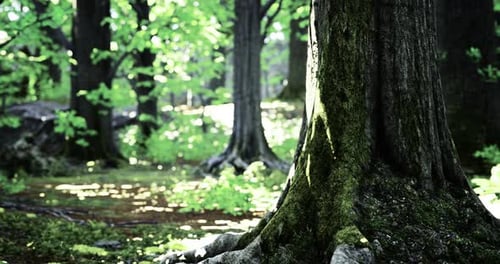 Forest with Vibrant Green Foliage and Moss Covered Trees During Daylight