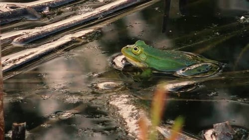 Ein grüner Frosch sitzt ruhig im Wasser eines Teiches, umgeben von natürlicher Wasservegetation. Das Serene