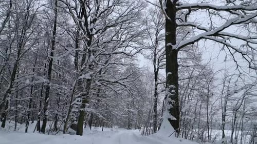 Smooth Flight in a Cold Snowy Winter Forest