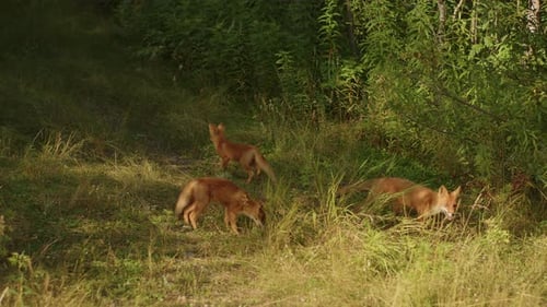 Red Fox with Two Cute Teenage Fox Cubs Runs Through Clearing at Edge of Forest on Summer Day and