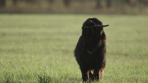Newfoundland giant dog running playful on green grass field