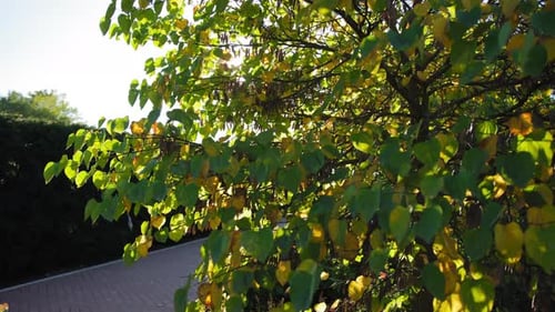 Green Fresh Leaves Moving Agains Blue Sky with Sunlight Beams Move Camera