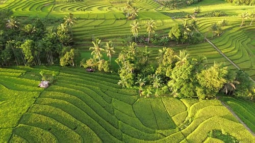 Beautiful morning view indonesia Panorama Landscape paddy fields with beauty color and sky natural