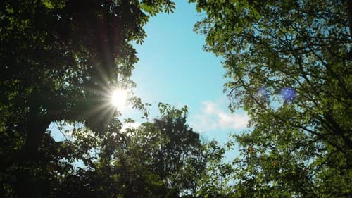 Le soleil brille à travers trois dans un parc par une journée bleue ensoleillée
