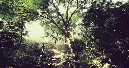 Lush Green Forest with Sunlight Filtering Through Branches in the Morning