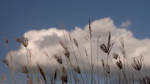 Grass flowers blown with clouds in background