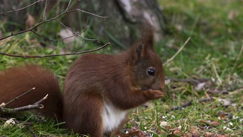 Feeding Squirrel, eating nuts and seeds from a garden. Very close up shot.