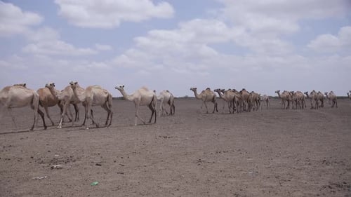A herd of camels walking