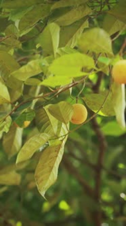Goa India Young Green Nutmeg