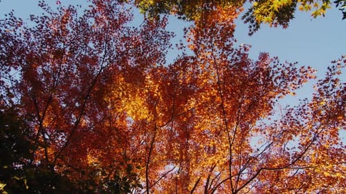 Beautiful Autumn Japanese Maple Tree Foliage