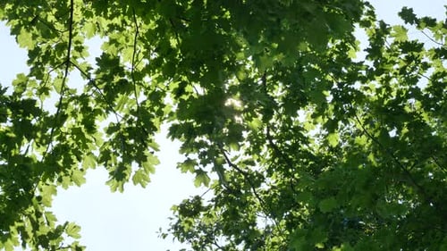Close Up The Sun Shines Through the Leaves of the Tree
