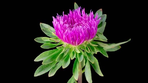 Beautiful Pink Aster Flower Opening