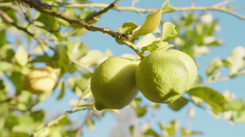 Green Lemons Hanging on the Lemon Tree