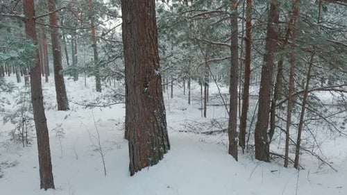 Snow Covered Trees and Snowy Forest, on a Dark, Cloudy, Winter Day. Winter Dense Evergreen Spruce Fo