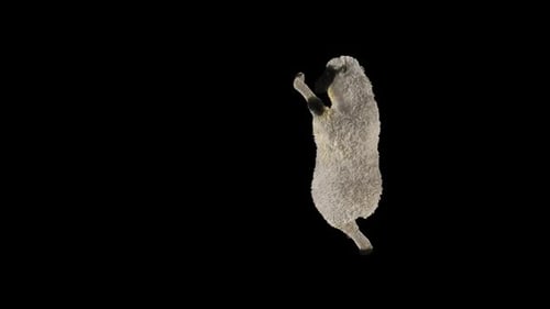 Sheep Animation Standing and Gesturing Loop