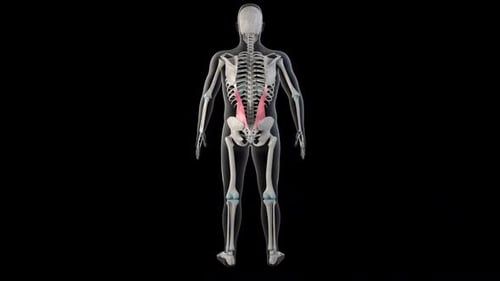 Iliocostalis Lumborum Muscles On Whole Human Body