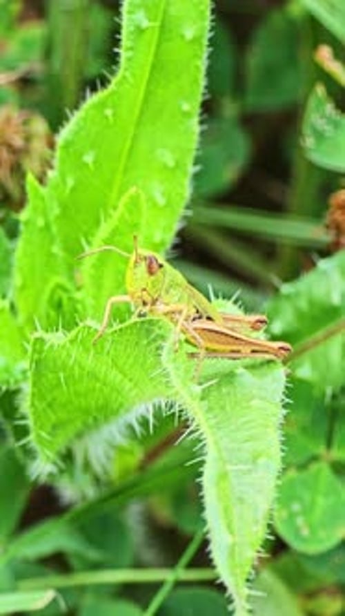 Vertical Shot of Grasshopper Resting on Spiky Leaf - France