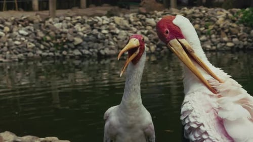 Pair of Yellow-Billed Storks Standing by Murky Pond