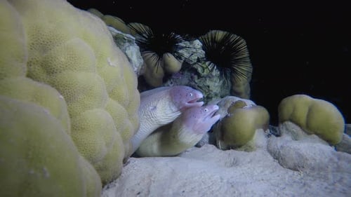 Couple Moray Night Dive