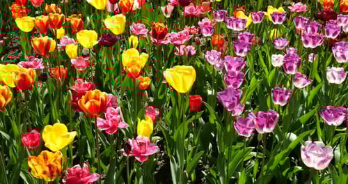 A flower bed of multi-colored bright tulips in a spring park.