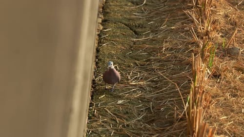 Red collared dove (streptopelia tranquebarica) walking on the sun-drenched farm trail, close up shot