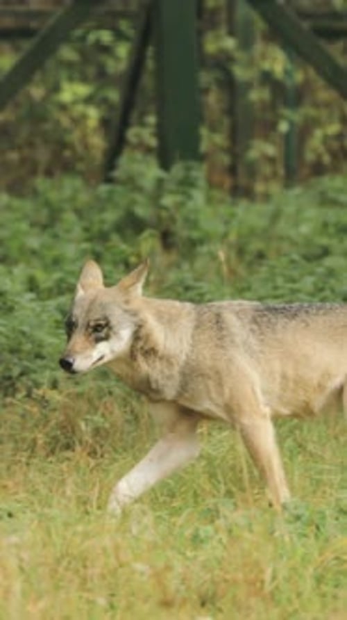 Bosque de Bielorrusia Lobo euroasiático Canis