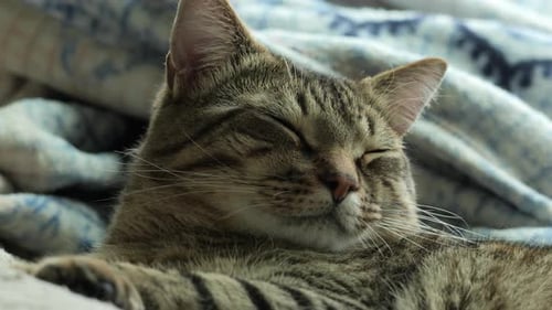 A cute tabby cat blinks and looks away in slow motion