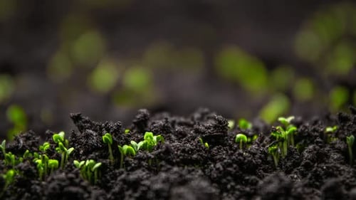 Plant Growth In Timelapse Sprouts Germination From Seeds In Ground Farming And Gardening At Spring