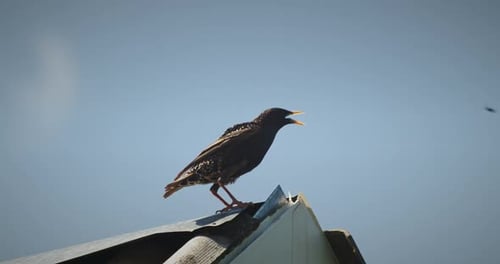Oiseau déployant des ailes sur le toit