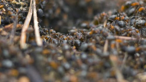 Rote Ameisen (Formica rufa) bewegen sich auf dem Nest, Ameisenhaufen mit roten Waldameisen im Frühling, Arbeit und Leben der Ameise