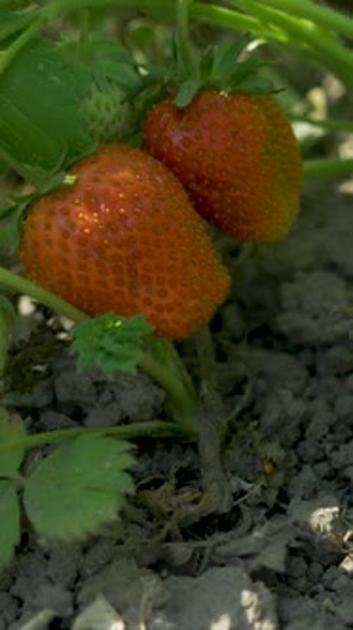 Hand Harvesting Organic Red Strawberries