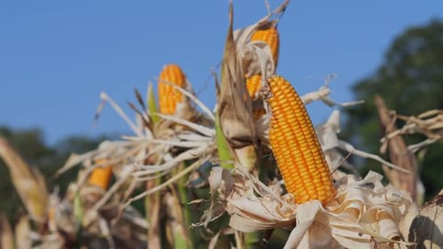 CloseUp Of Yellow Flower On Field at Sunny Day